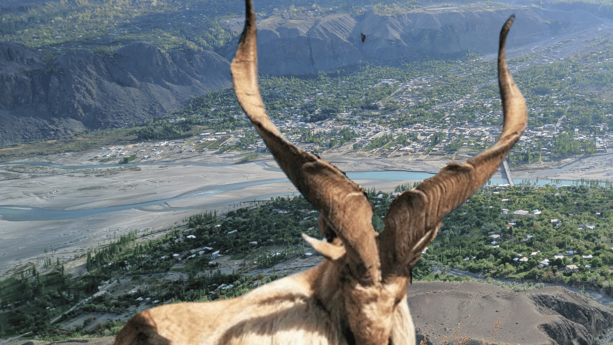 10 most common questions asked by netizens about Markhors.