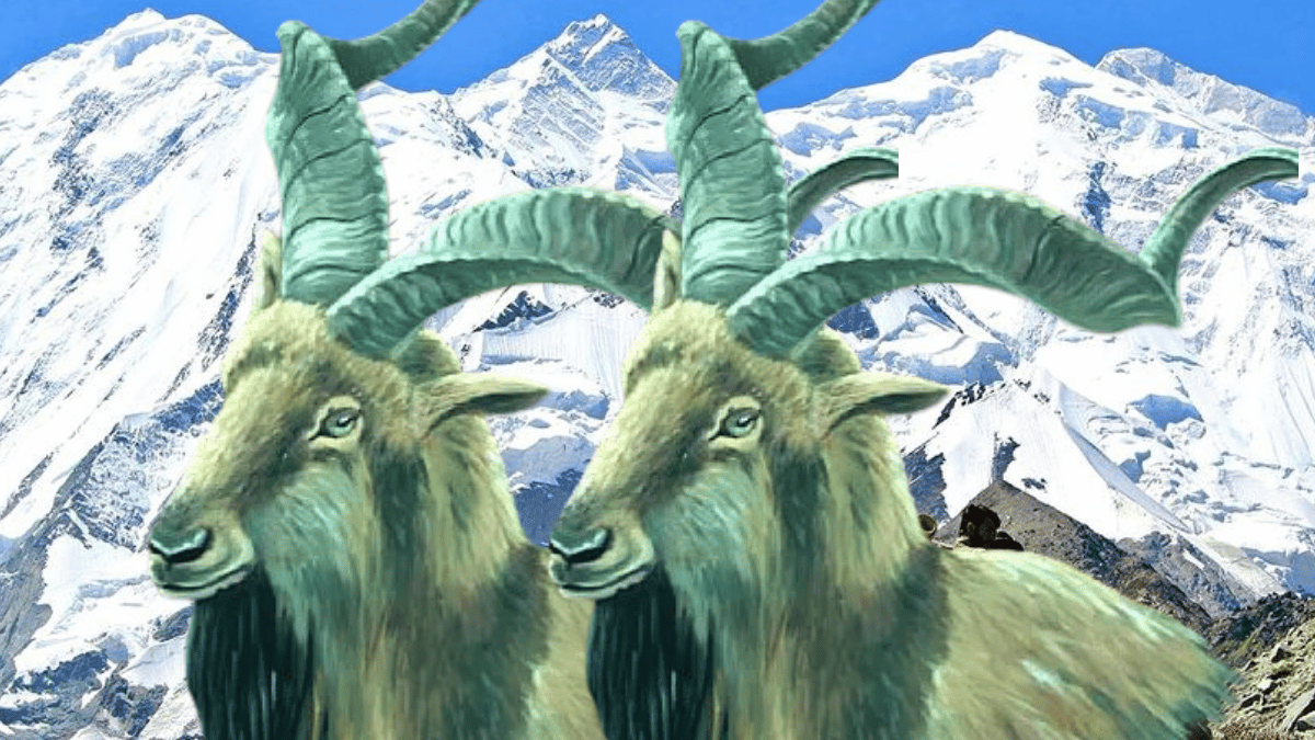 The Majestic Pursuit: In Search of the Markhor’s Grace: Part 2