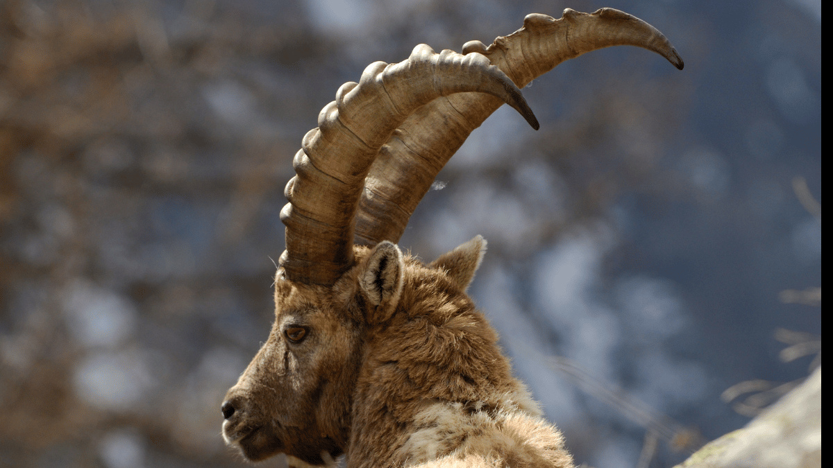 An Epoch! Markhor: Hunting a hunter. Part – 1