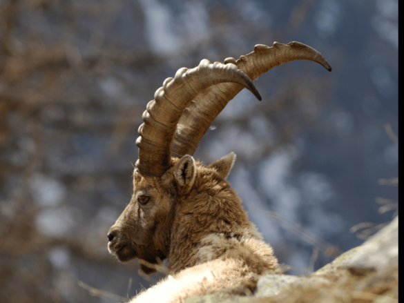 10 interesting facts about Markhors of Gilgit Baltistangilgit-baltistan-north-times