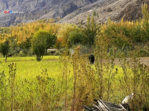 greenry-ghizer-yasin-valley-gilgit baltistan-north-times